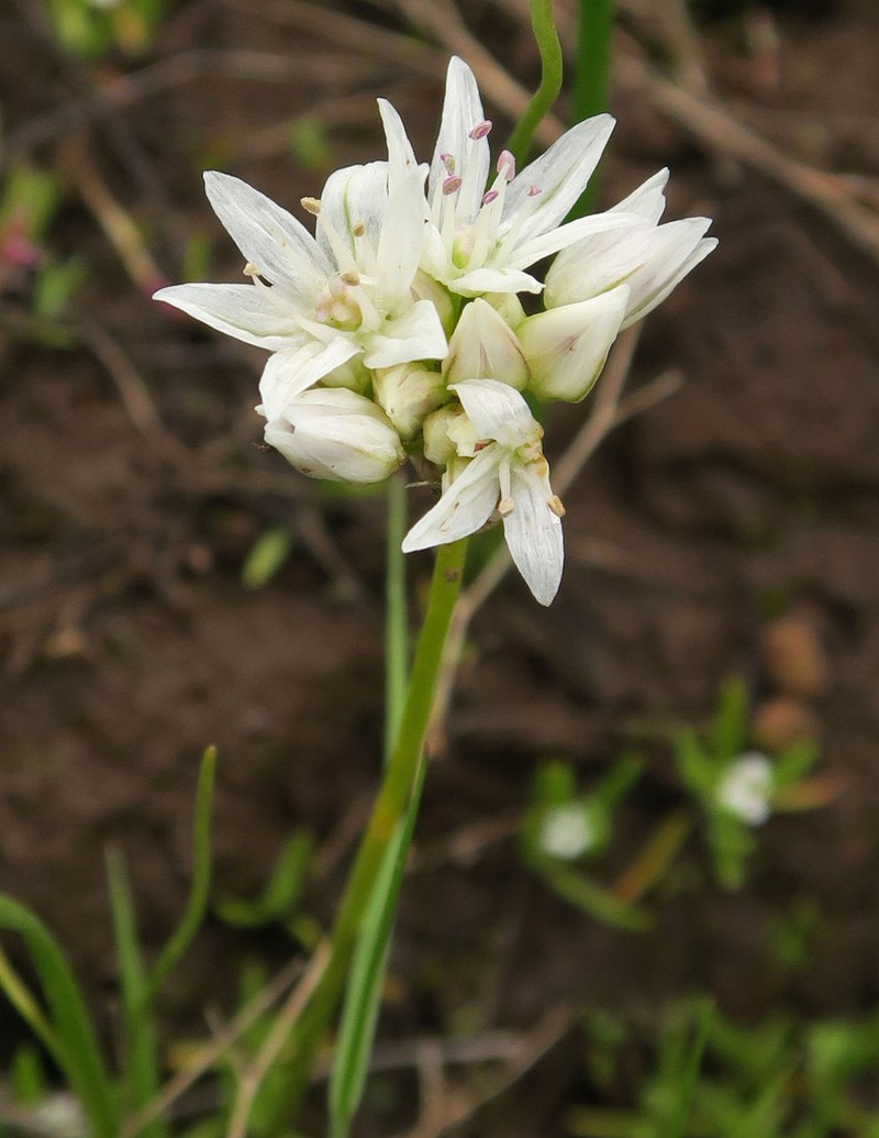 Swamp Onion photo 6