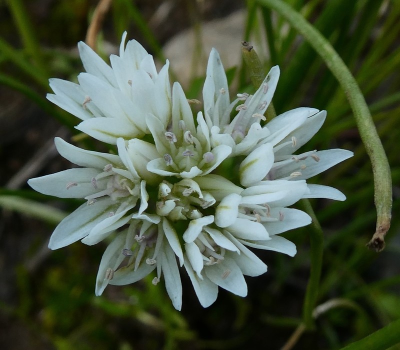 Swamp Onion photo 7