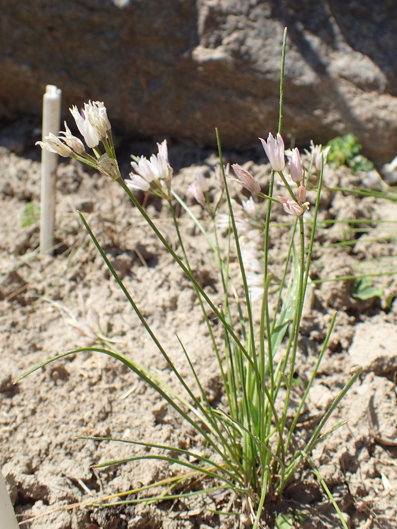 Allium mairei