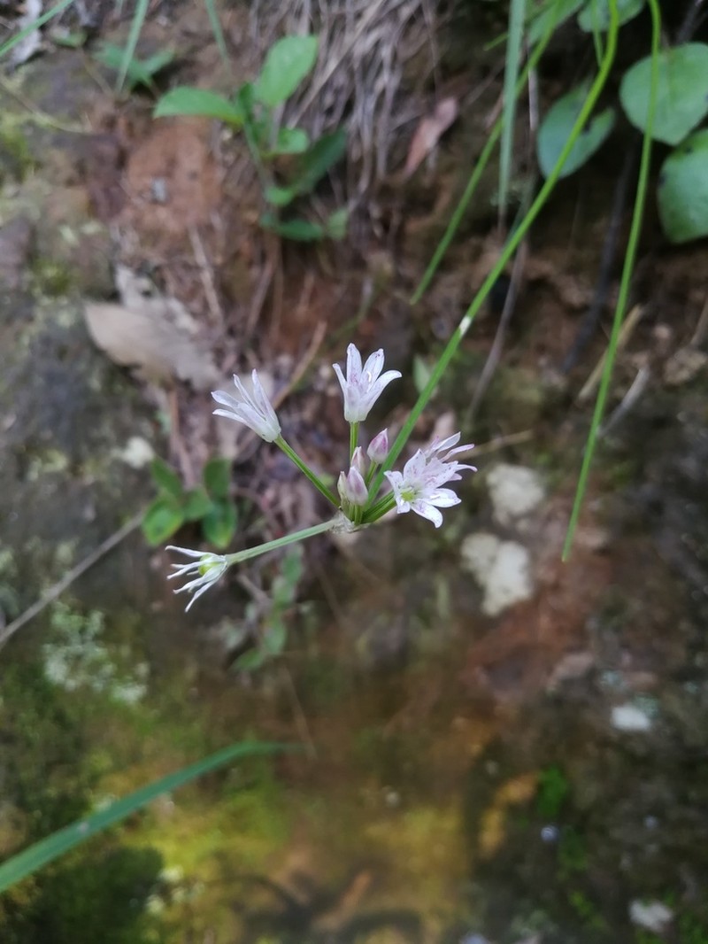 Allium mairei photo 2
