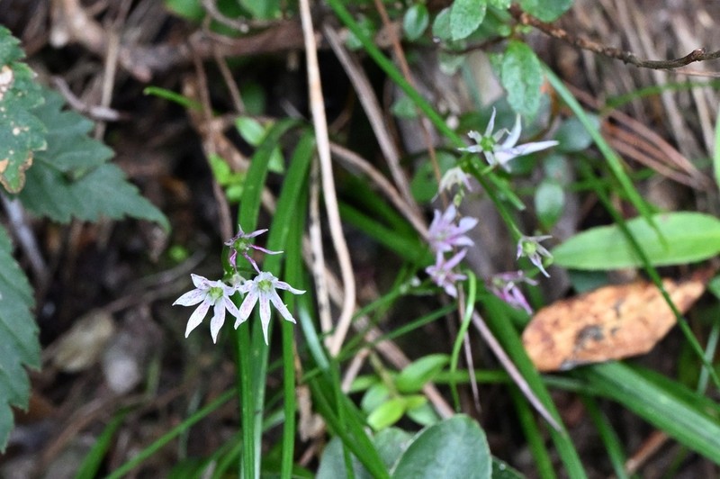 Allium mairei photo 5