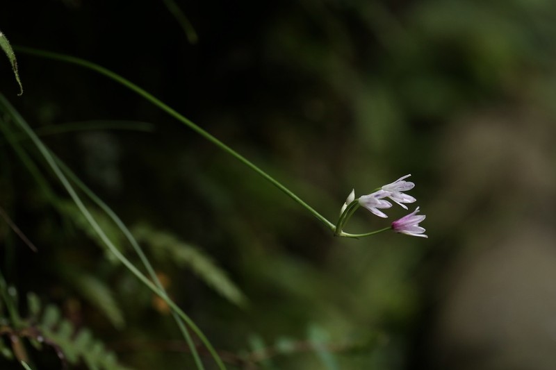 Allium mairei photo 6