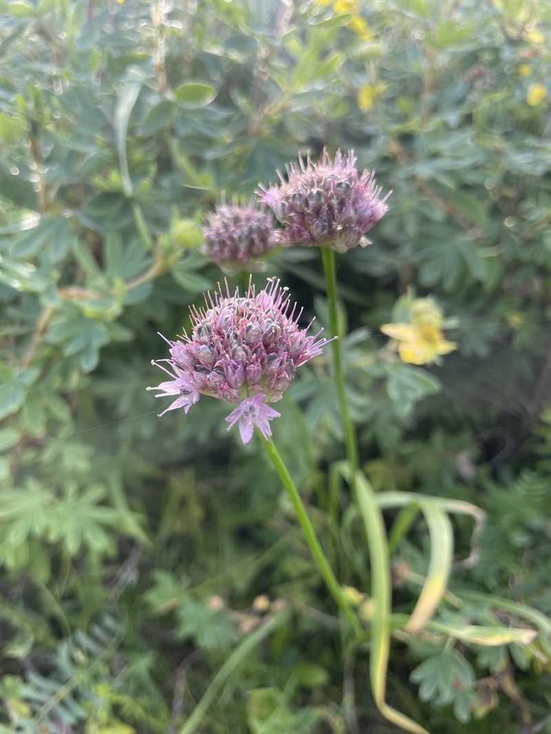 Allium malyschevii