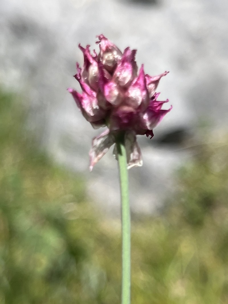 Allium malyschevii photo 2