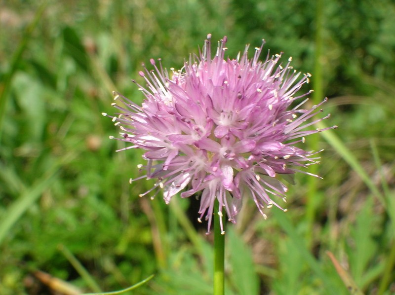 Allium malyschevii photo 6
