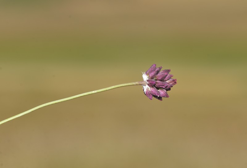 Allium mardinense