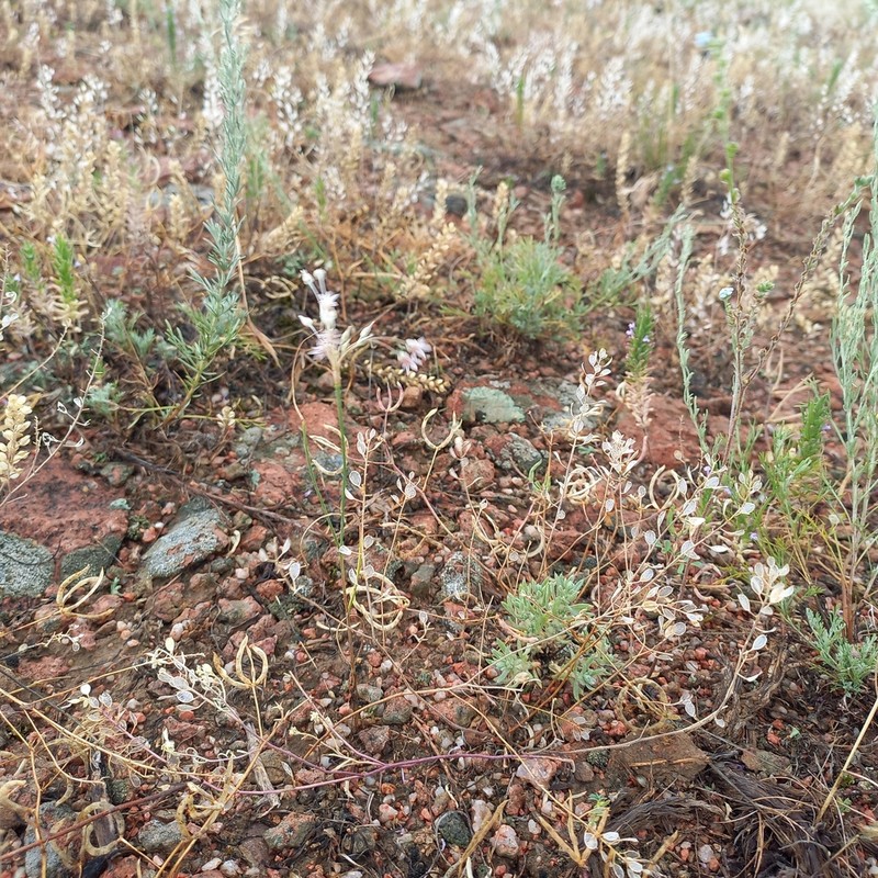Allium margaritae