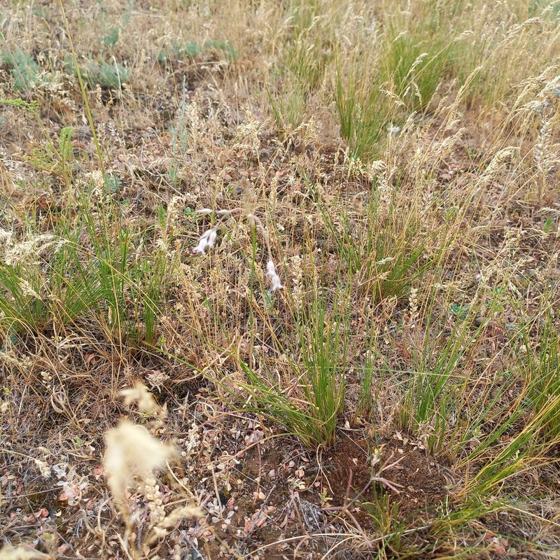 Allium margaritae photo 2