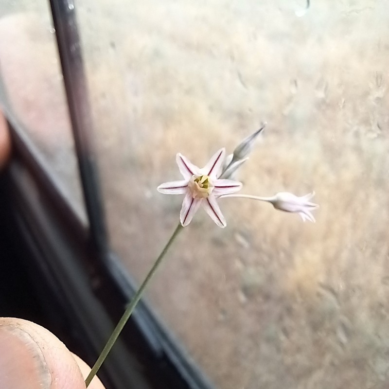 Allium margaritae photo 4