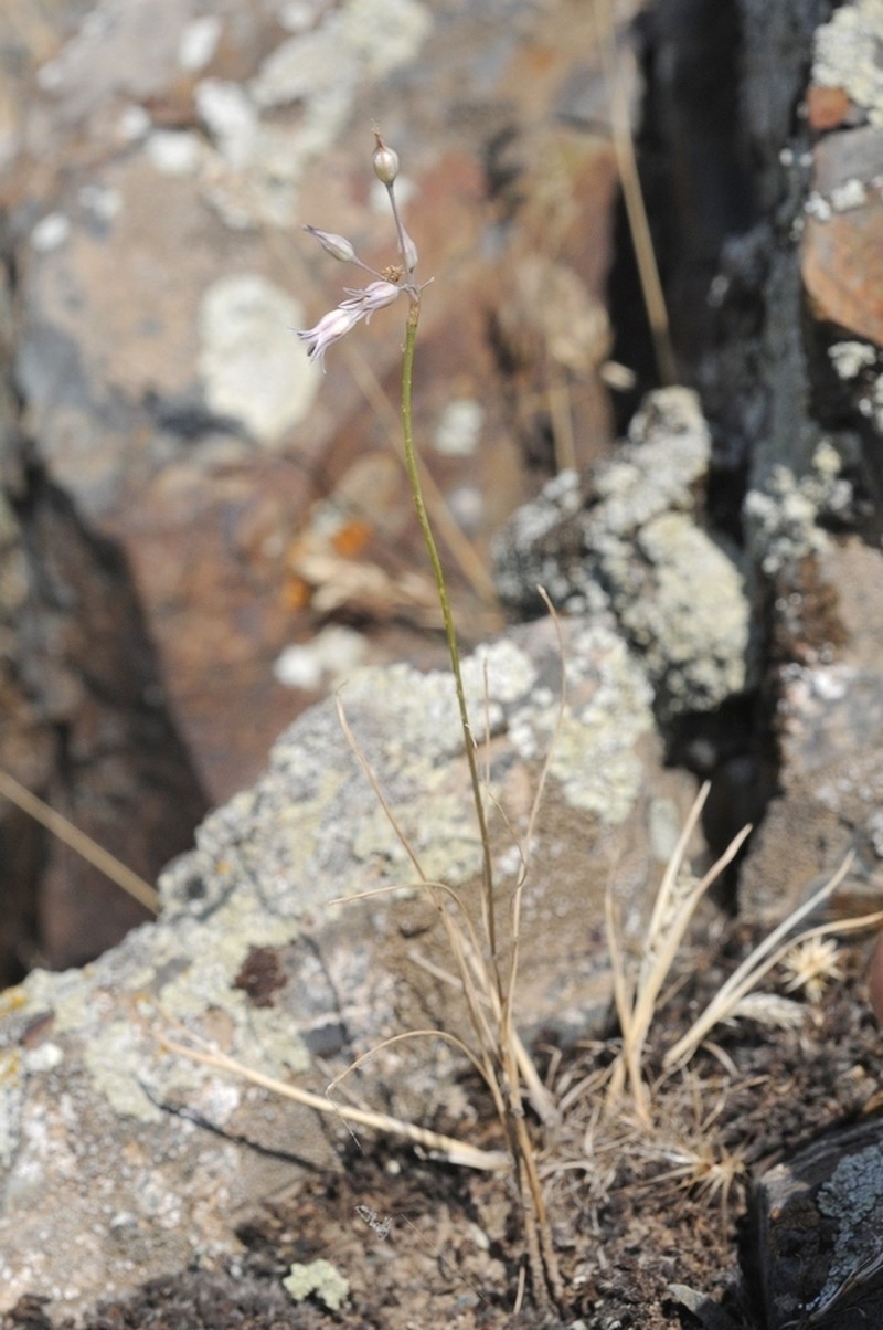 Allium margaritae photo 7