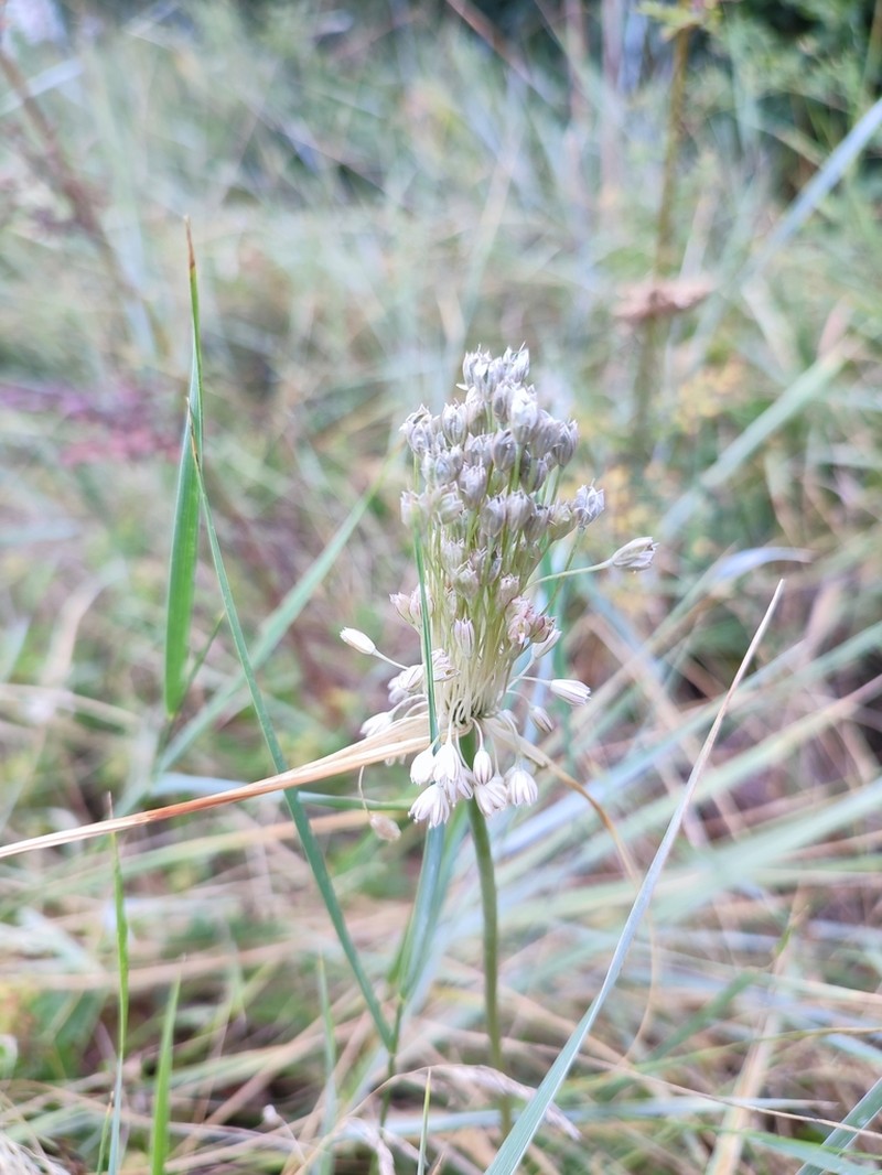 Allium marginatum