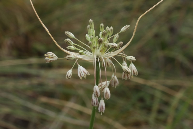 Allium marginatum photo 2