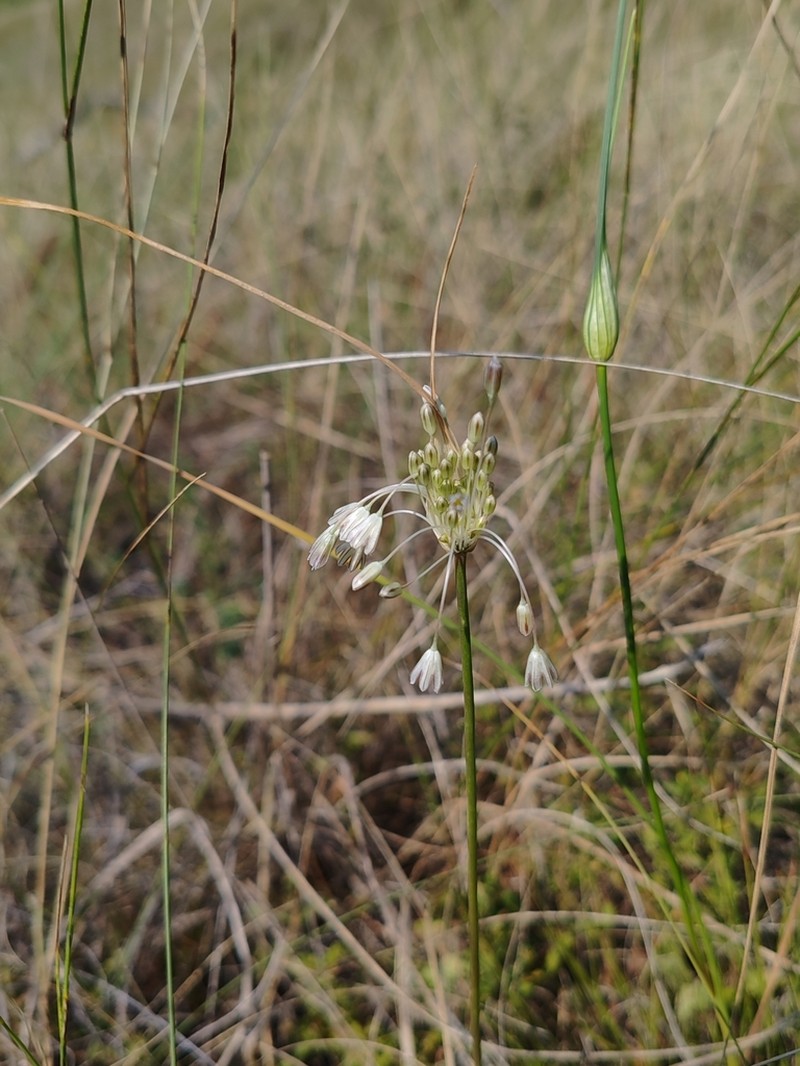 Allium marginatum photo 3