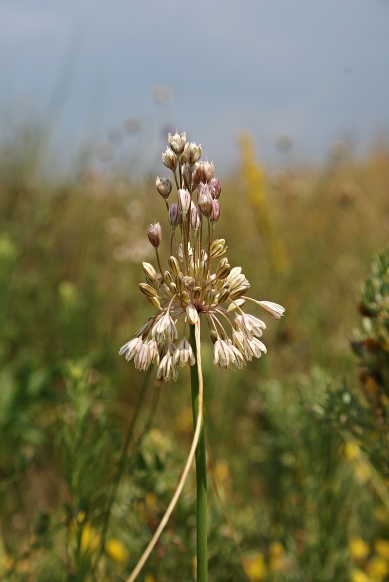 Allium marginatum photo 4
