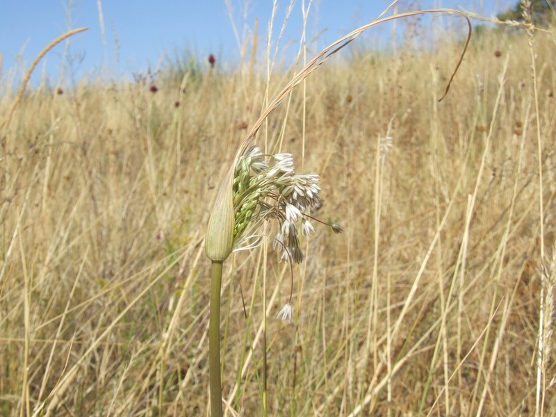 Allium marginatum photo 5