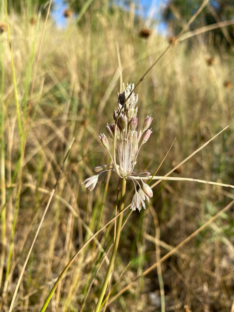 Allium marginatum photo 7