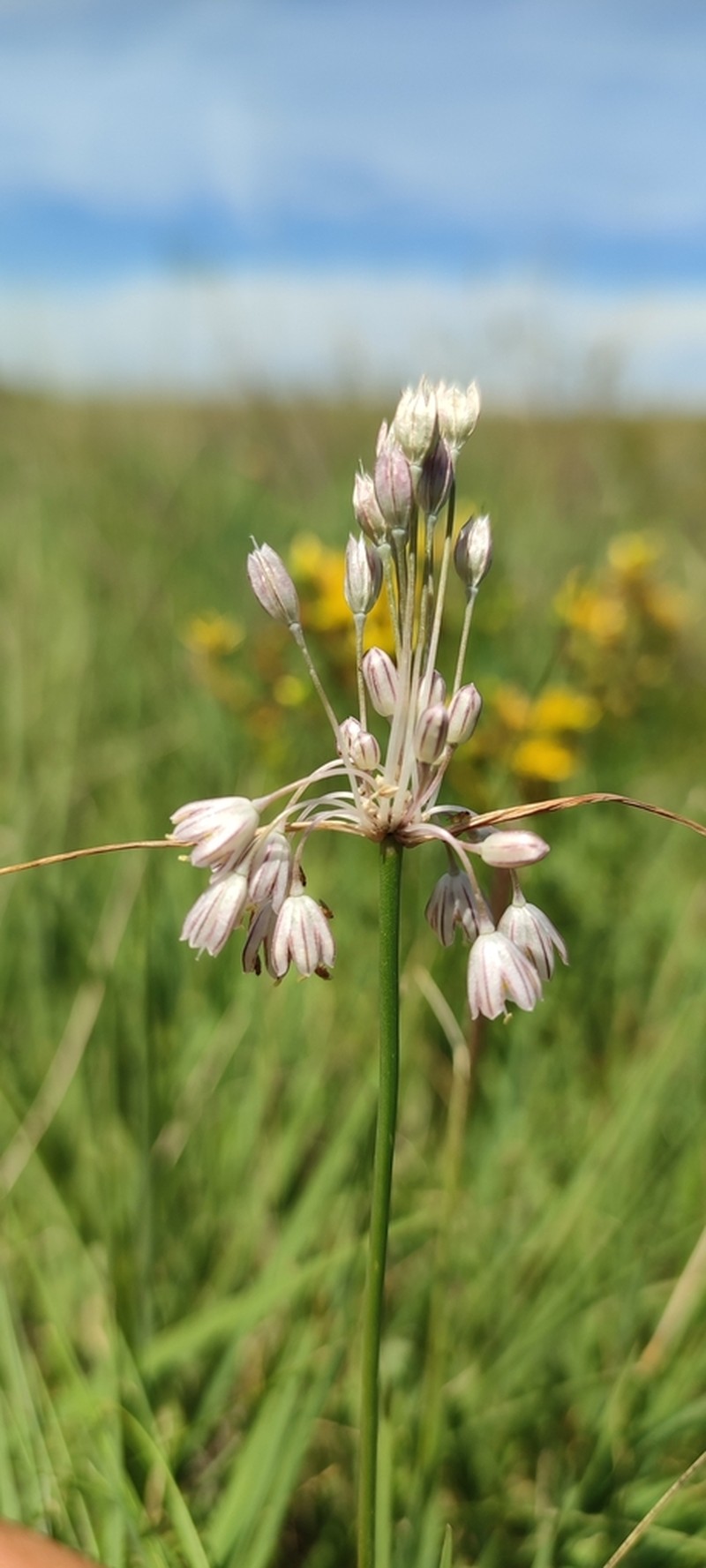 Allium marginatum photo 8