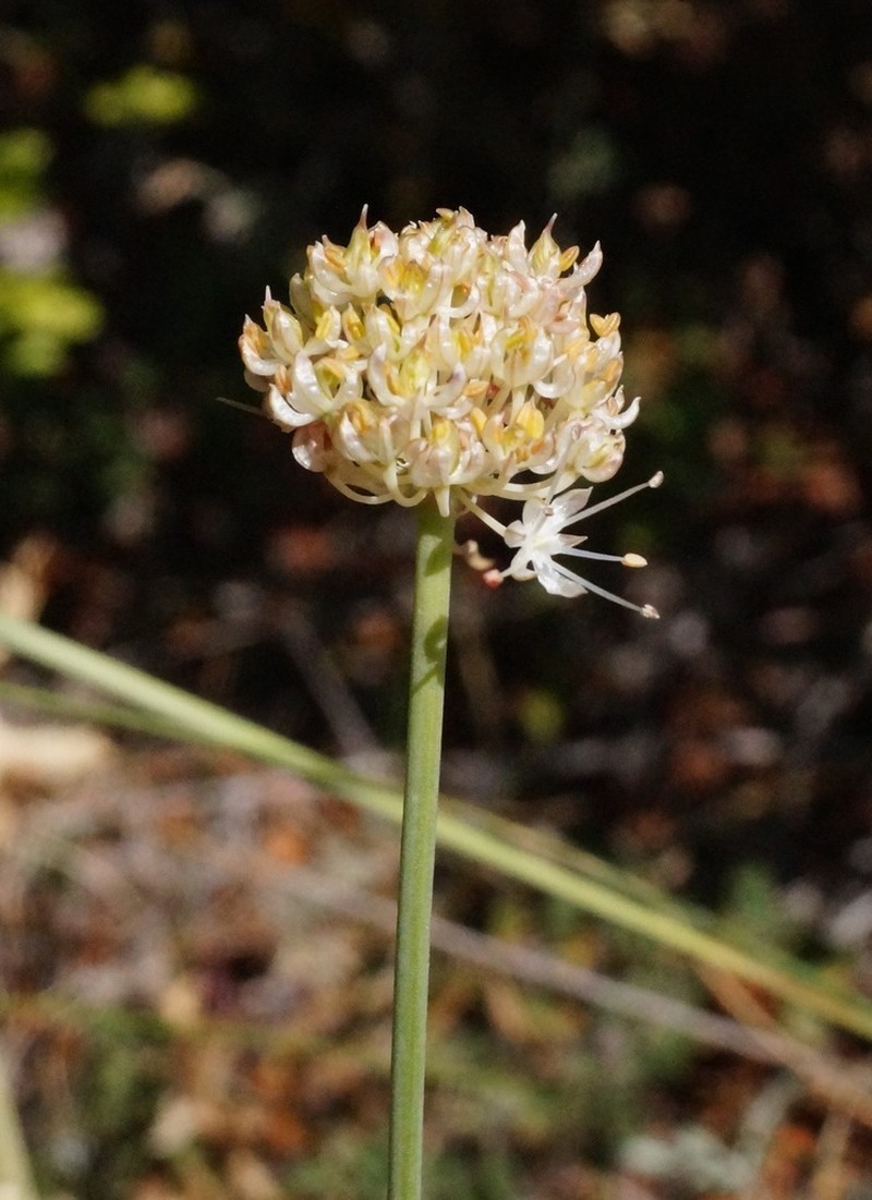 Allium marschallianum