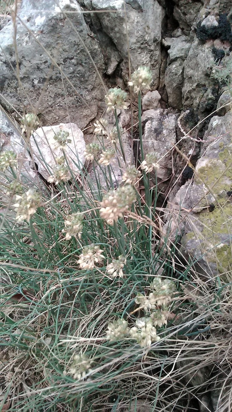 Allium marschallianum photo 5