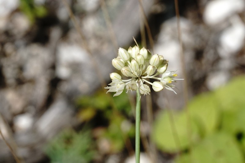 Allium marschallianum photo 6