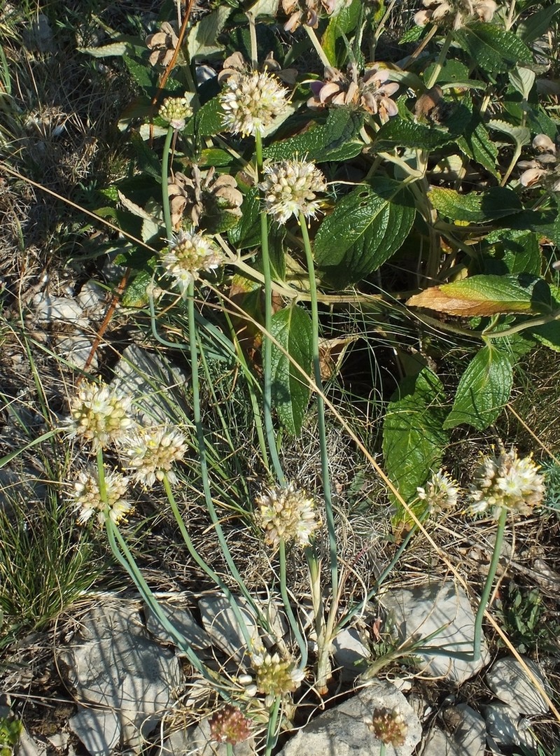 Allium marschallianum photo 8