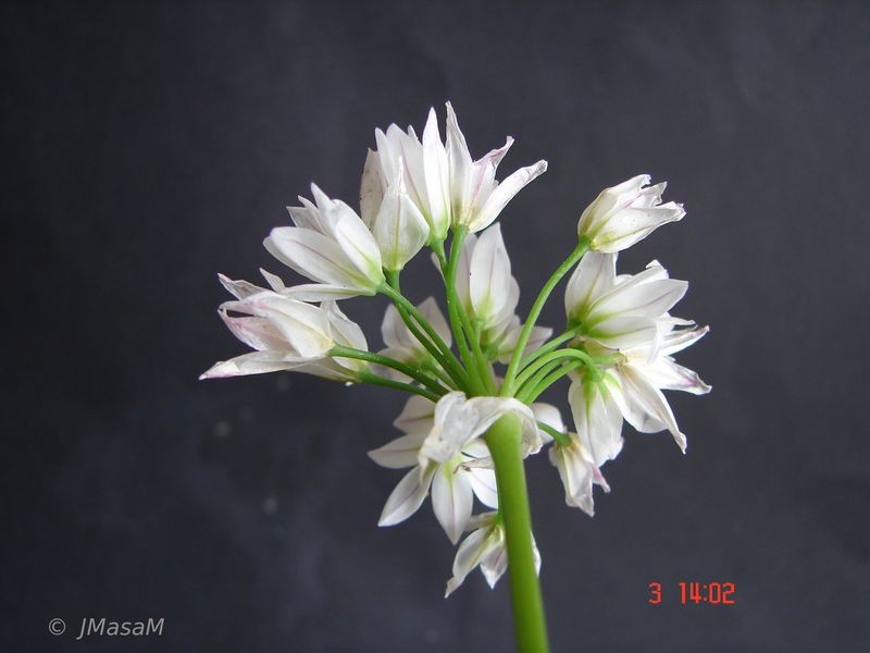 Allium massaessylum