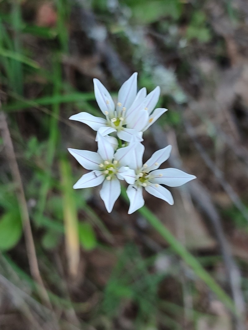 Allium massaessylum photo 3