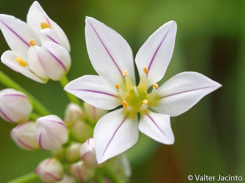 Allium massaessylum photo 4