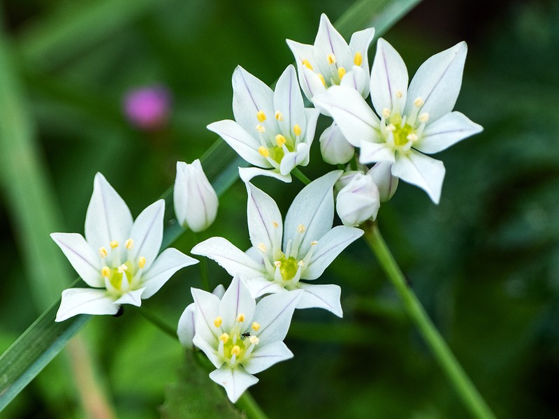 Allium massaessylum photo 5