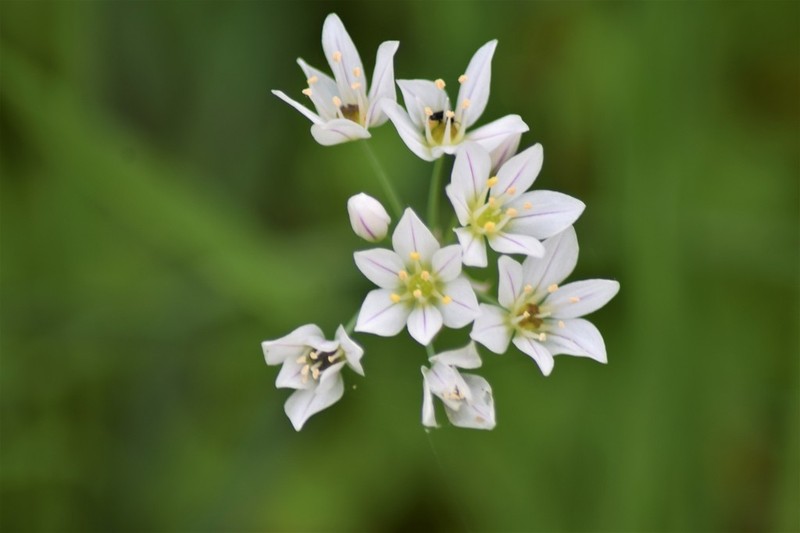 Allium massaessylum photo 6