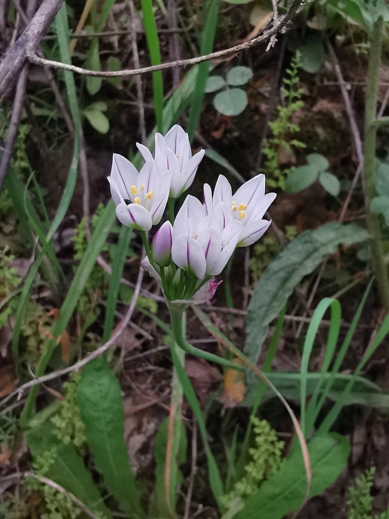 Allium massaessylum photo 7