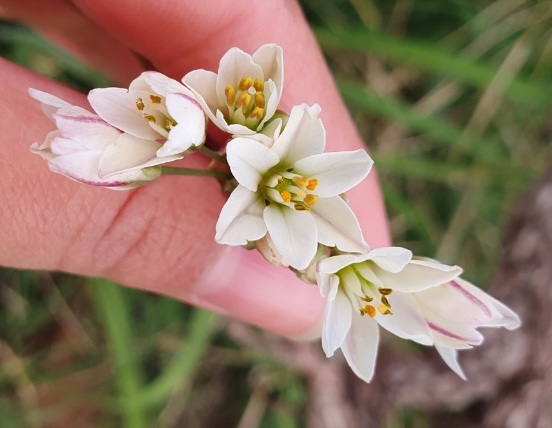 Allium massaessylum photo 8