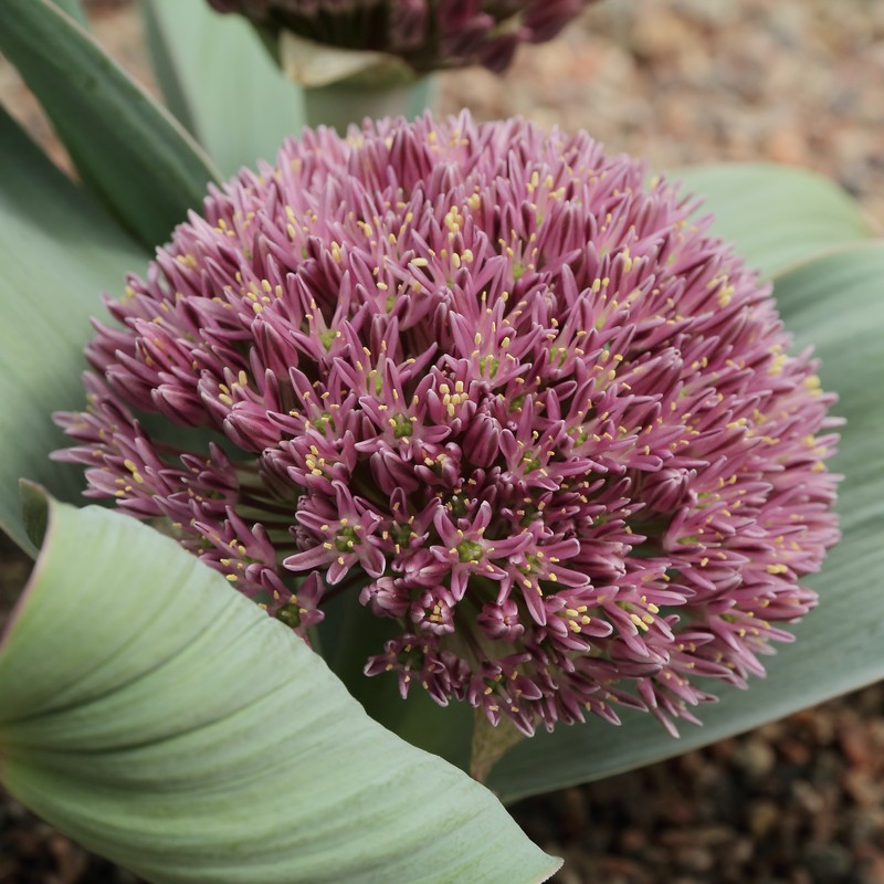 Allium materculae