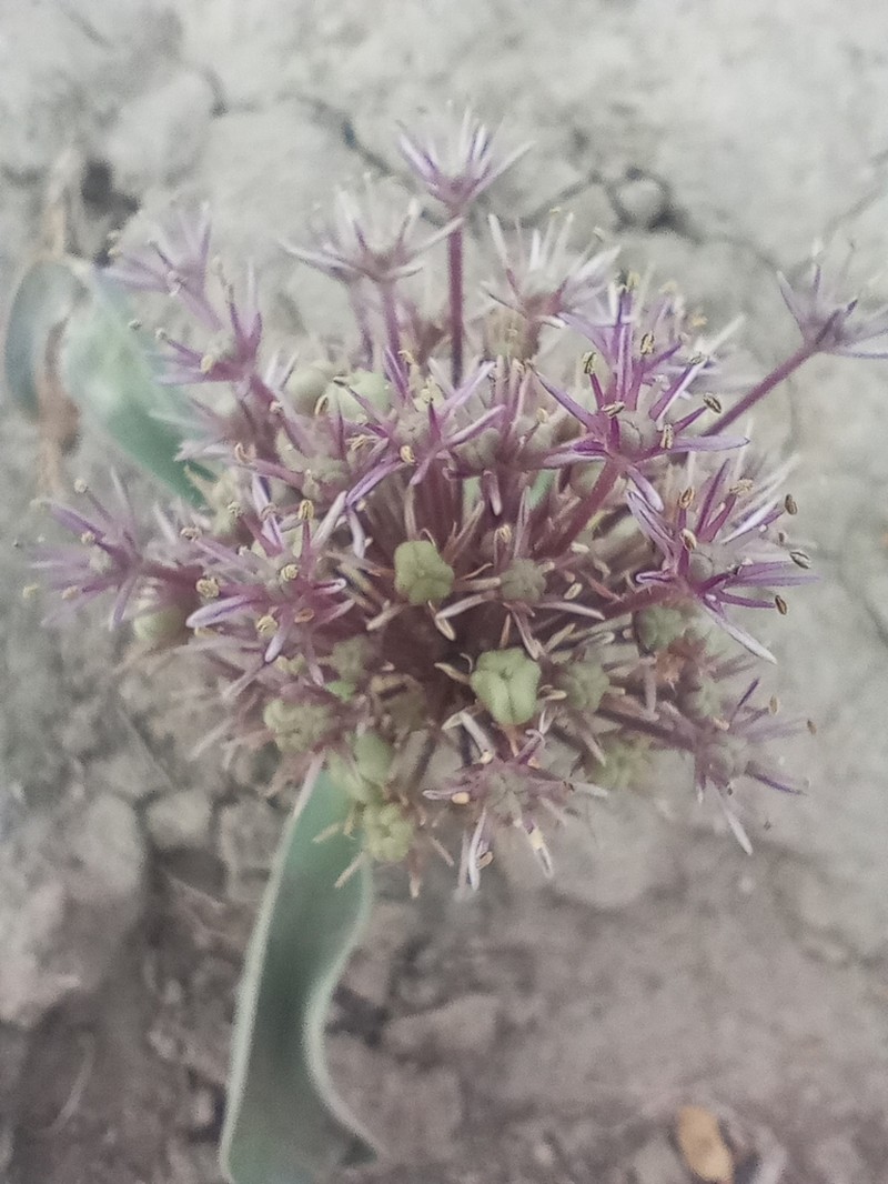 Allium materculae photo 3