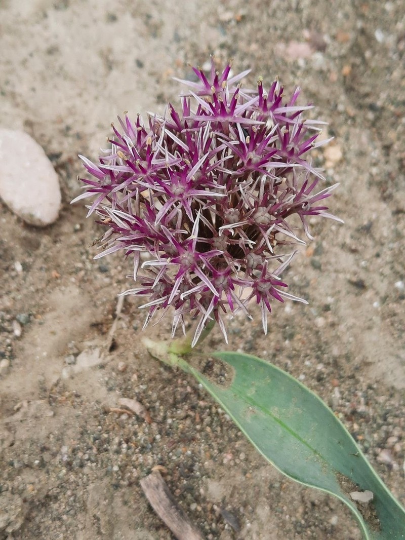 Allium materculae photo 4