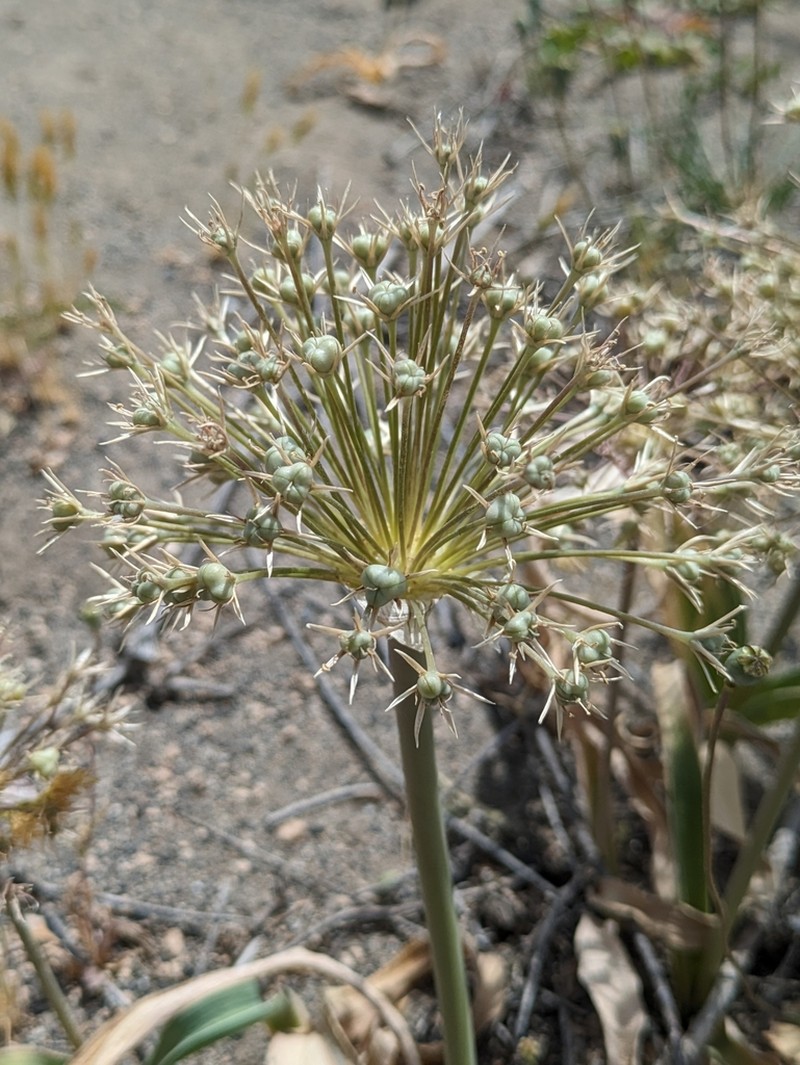 Allium materculae photo 5