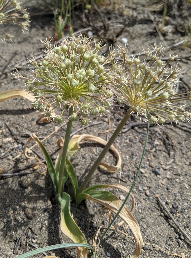 Allium materculae photo 6