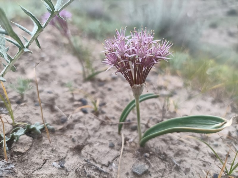 Allium materculae photo 7