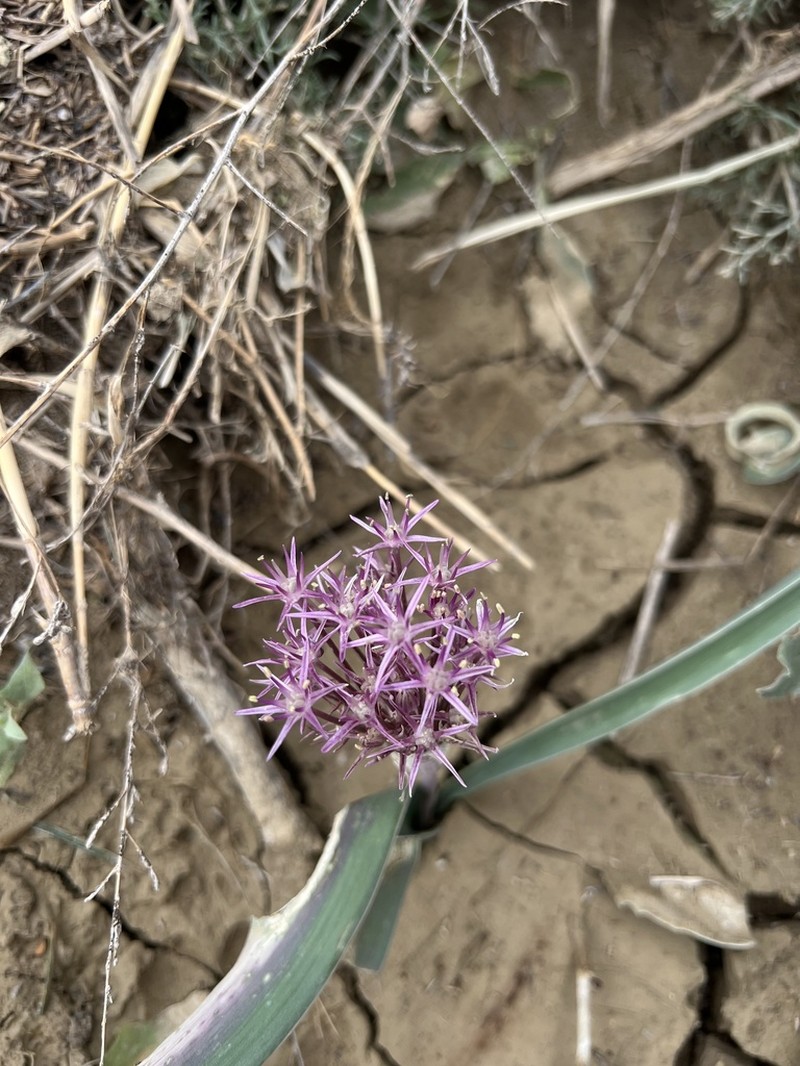 Allium materculae photo 8