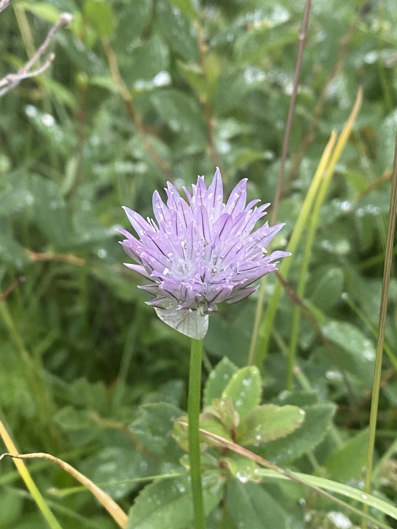 Allium maximowiczii photo 2