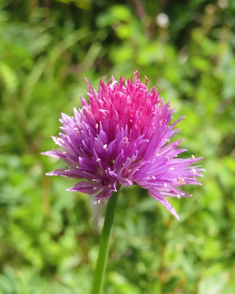 Allium maximowiczii photo 3