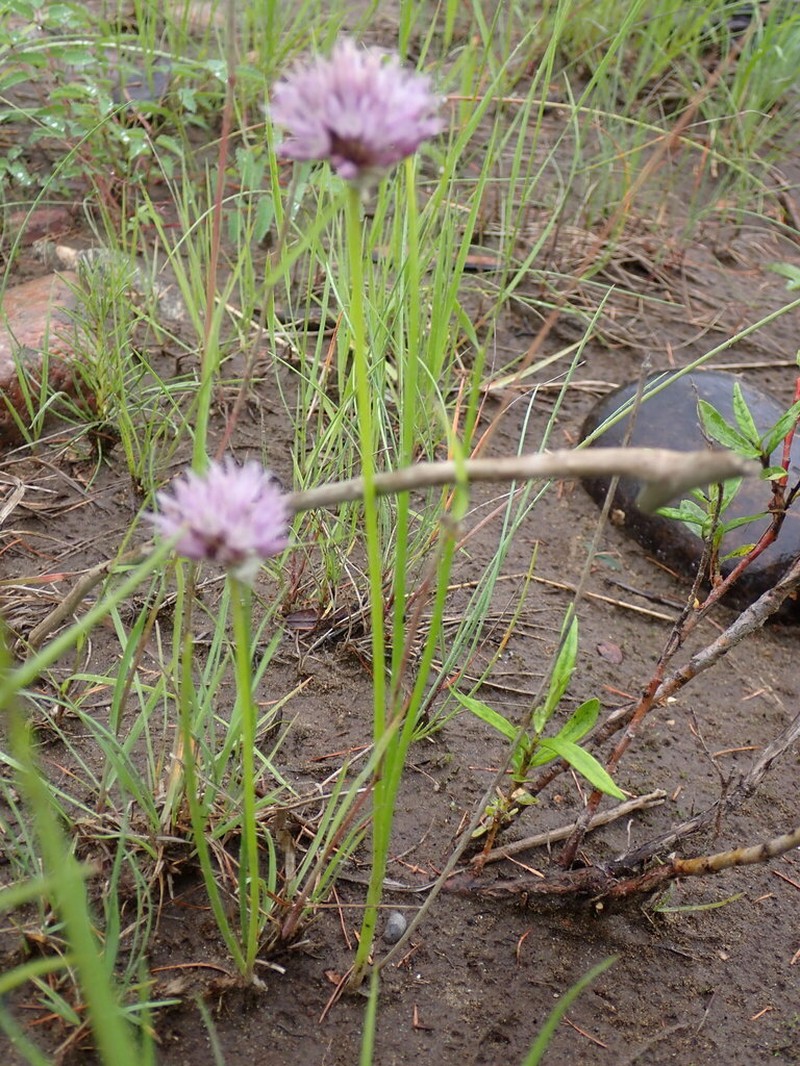 Allium maximowiczii photo 5