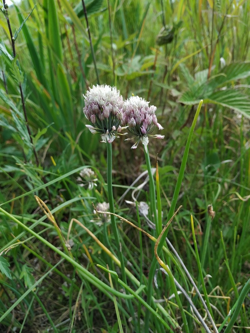 Allium maximowiczii photo 6