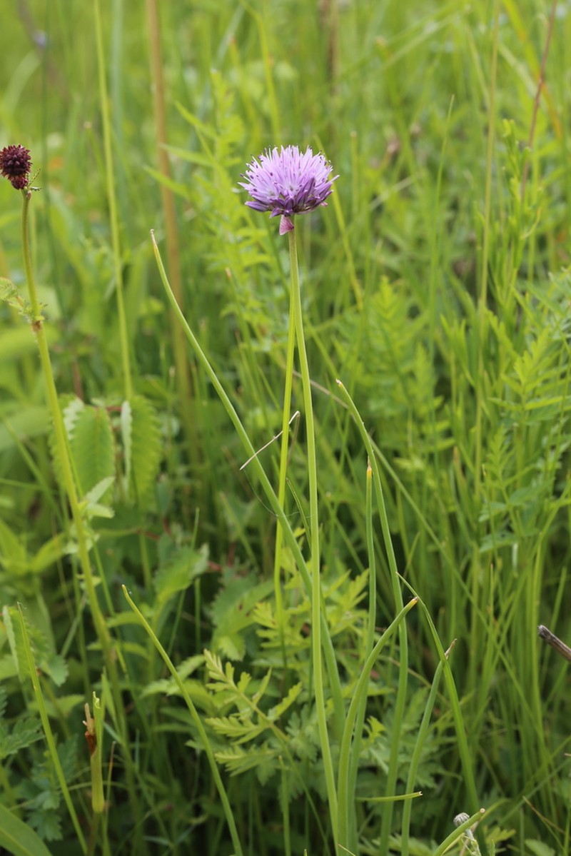 Allium maximowiczii photo 8