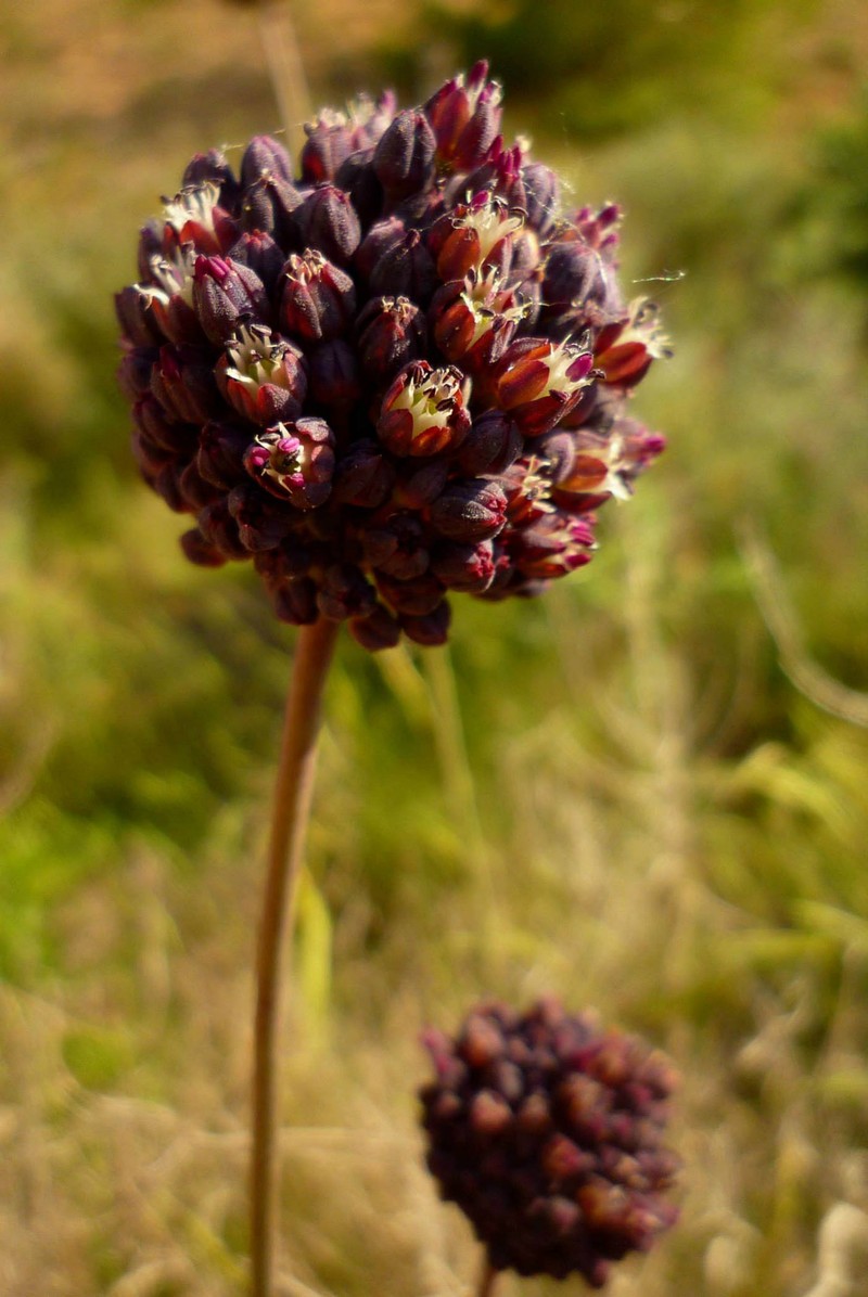 Allium melanantherum