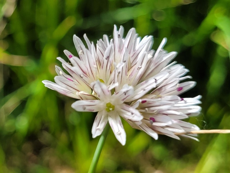 Allium melanantherum photo 3