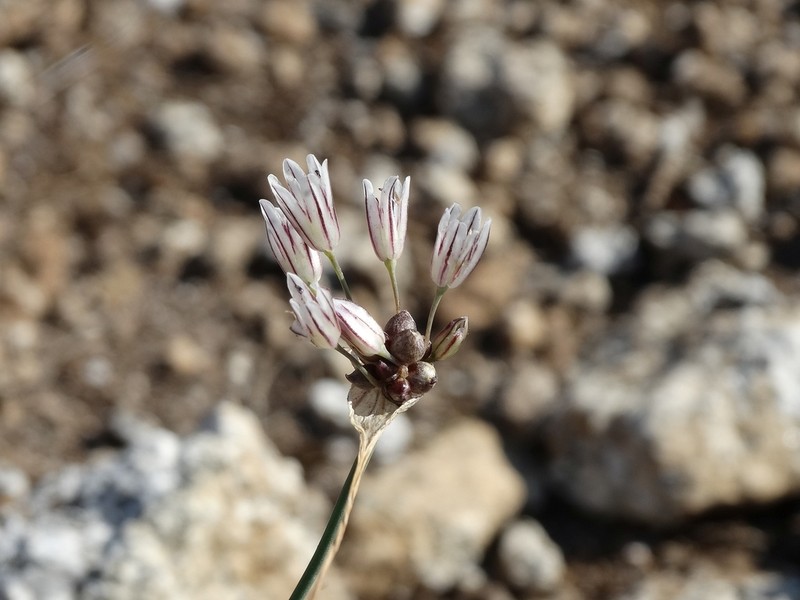 Allium melanantherum photo 4