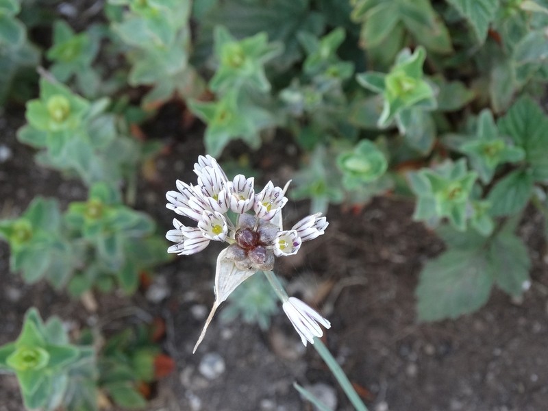 Allium melanantherum photo 5