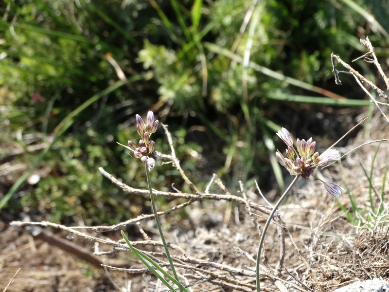 Allium melanantherum photo 6