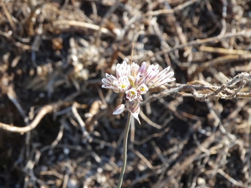 Allium melanantherum photo 7